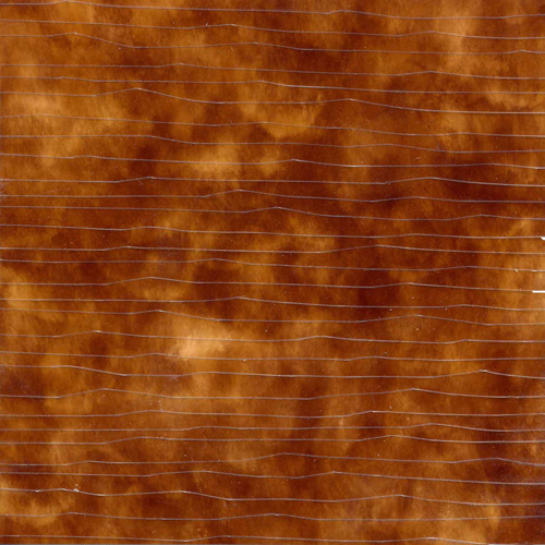 Light Tortoiseshell